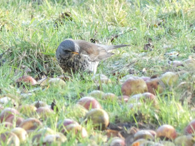 Fieldfare